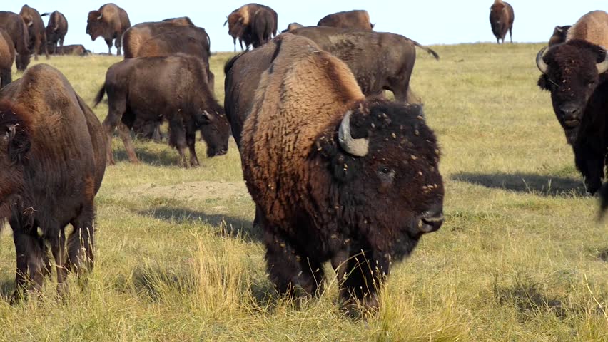 Warning Call American Bison Badlands South Dakota