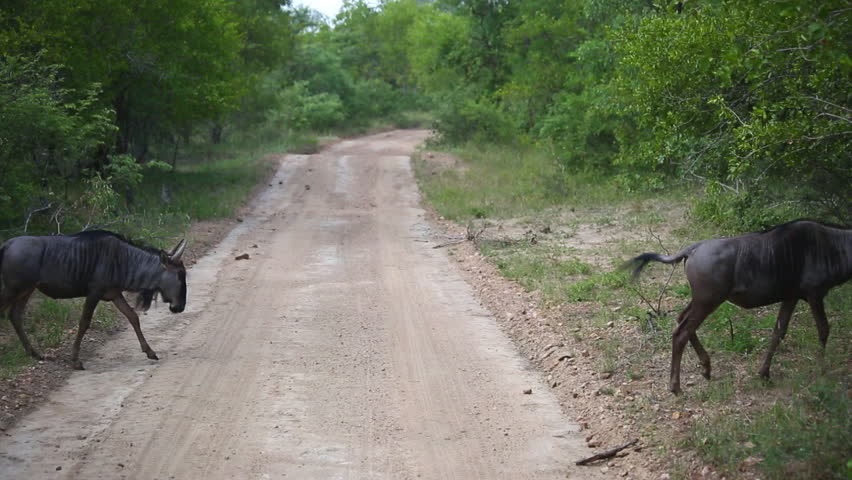 Young wildebeest crossing the road