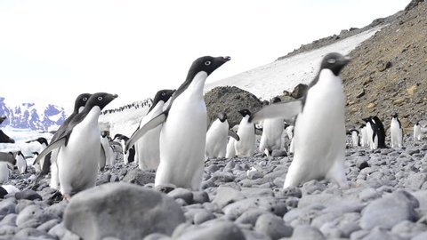  Adelie Penguins walk along beach in Antarctica