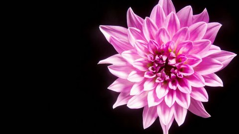 Time lapse - Blooming Pink Dahlia Flower