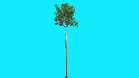 Flooded Gum, Chromakey, Isolated Tree, Thin Tall Tree Trunk, Chroma Key, Alfa, Alfa Channel, Blue Screen, Green Leaves, green crown, Tree is Swaying at the Wind, summer, Computer Generated,