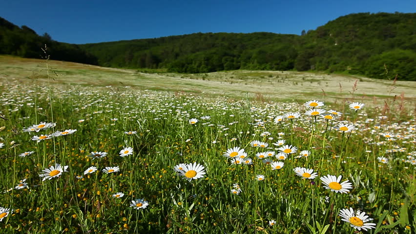 Field Of Chamomile Flowers Stock Footage Video 100 Royalty Free