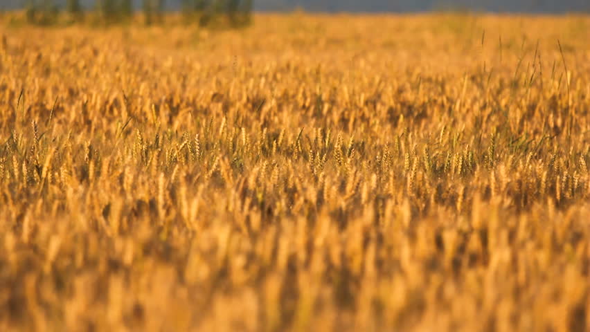 Lovely blond hair child walking in golden ripe cereals, boy looking to camera