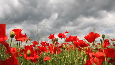 Dark and lighted scenery, red poppies and cloudy clouds, dramatic sky, hope