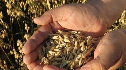 Ripe oats, grain oats check for ripeness, masculine hands rubbed the ears of corn oats, the farmer checks the maturity of oats, agriculture and rural life, the harvest of the field, farming.