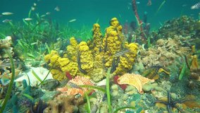 Marine life on a coral reef with starfish, sea sponges and shoal of fish, Caribbean sea