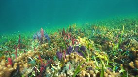 Sunlight on a colorful seabed with sea sponges, corals and fish in the Caribbean sea, Central america, Panama