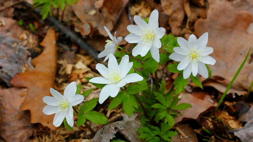 snowdrop flowers in forest