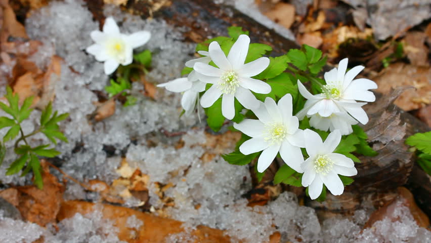 snowdrop flowers and melting snow