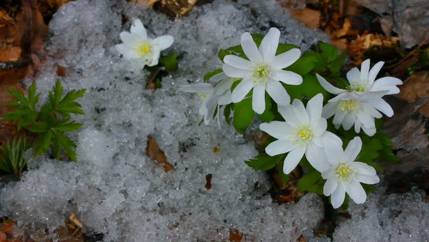 snowdrop flowers and melting snow - timelapse