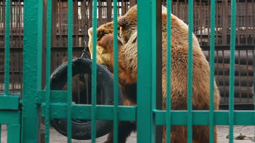 two bears playing in zoo