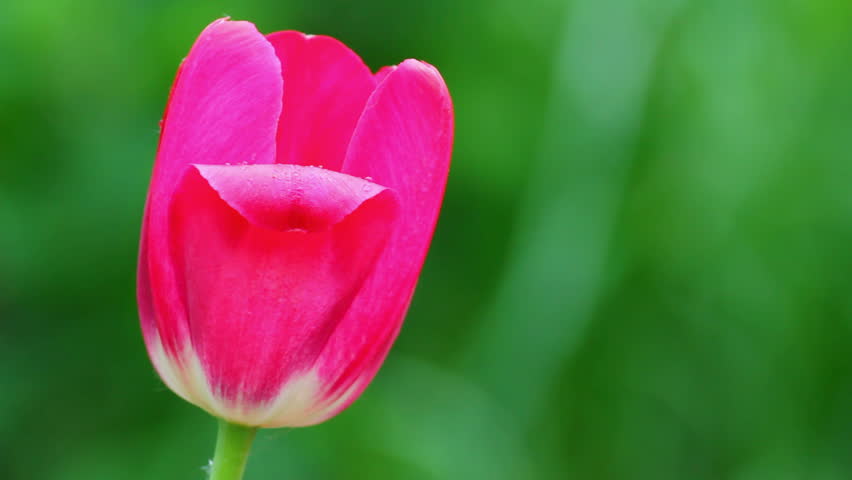close-up view on bright red tulip