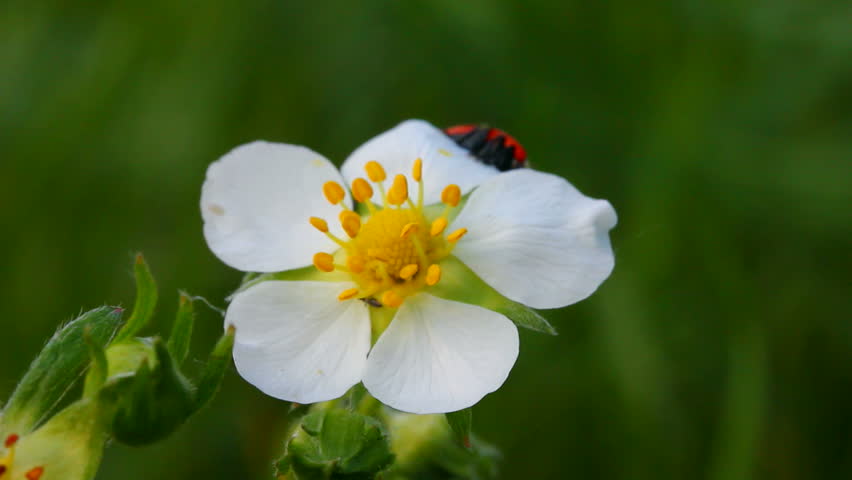 ladybug on wild strawberry flower macro