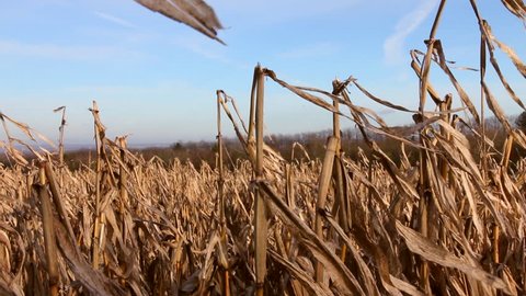 Up close to a field of decaying corn stalks fluttering in the wind.