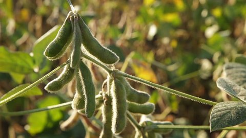 Soybean field in late ripening stage