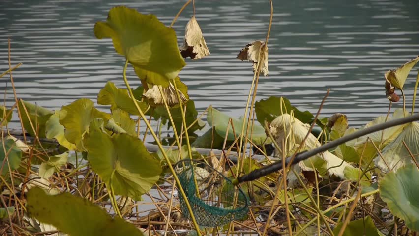 Vast lotus pool,string bag clean lake in beijing. gh2_03658