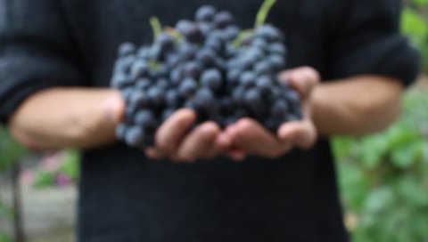Winegrower holding red wine grapes in his hands. Rack Focus. Closeup