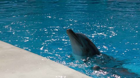 Two bottlenose dolphins swimming in crystal clean water of a pool at Crimean dolphinarium.