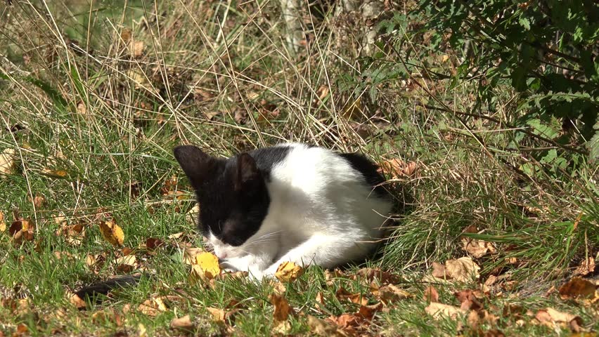 Kitten care fur in the nature