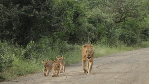 Lioness walking with her cubs on side of dirt road.