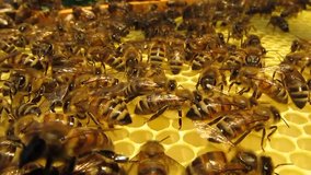 Bees are protected from attack
Fall in bee hives penetrate others who have to be thrown out.
