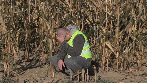 Anxious farmer on cold corn field in autumn