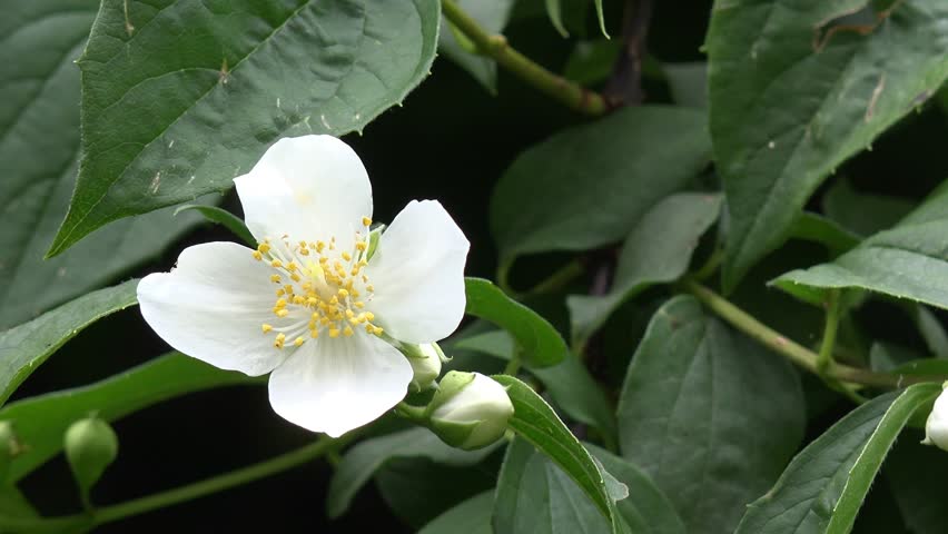 mock orange in the nature 