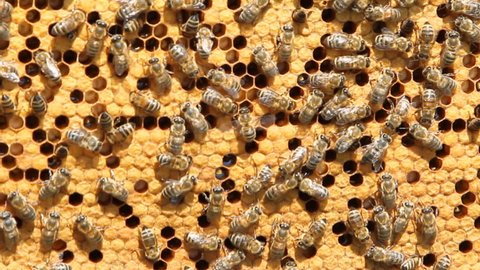 swarm of bees produce honey