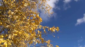 Autumn in Russia. Autumn tree branches against the sky closeup