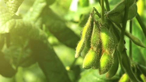 Green soybean field close up, soy bean crops in field, 4k uhd footage.
