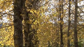 Autumn in Russia. Autumn tree branches closeup