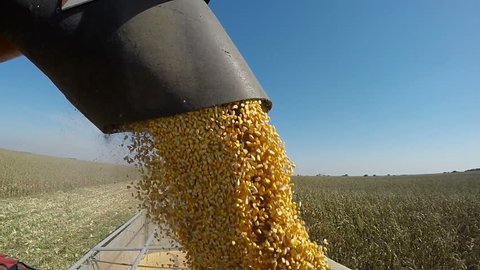 Corn Falling from Combine Auger into Grain Cart. Harvest Time.
Harvested Corn Being Transferred to a Truck.