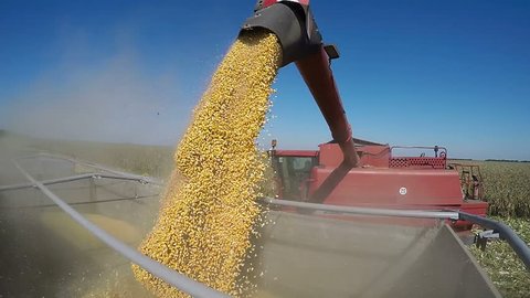 Combine Harvesting Corn and Unloading Grains into Tractor Trailer.
Corn Falling from Combine Auger into Tractor Trailer. Harvest Time.