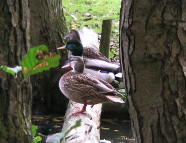 Ducks flying away