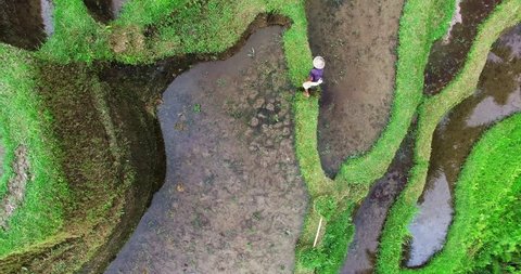 Old man working at rice terraces in Indonesia. Bali. Aerial view from drone.