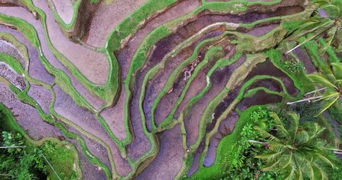 Old man working at rice terraces in Indonesia. Bali. Aerial view from drone.