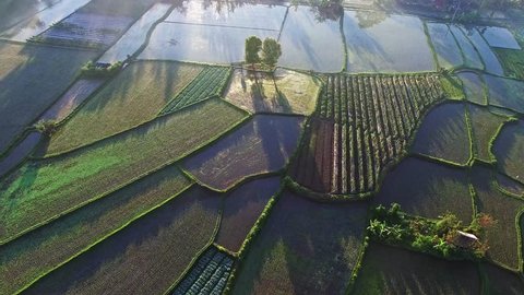 Rice terraces in Indonesia, Bali. Early morning Sun rise view and fog