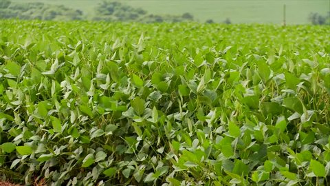 Soybeans field