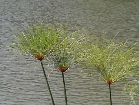 Plants of papyrus on the Nile river 