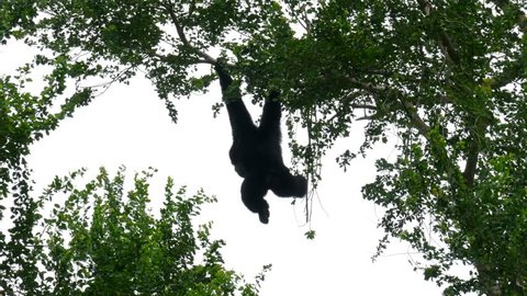 Siamang on tree. The siamang (Symphalangus syndactylus) is the largest of the gibbons with an arboreal black-furred gibbon native to the forests of Malaysia, Thailand, and Sumatra.