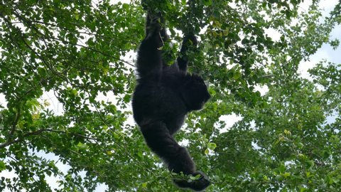 Siamang on tree. The siamang (Symphalangus syndactylus) is the largest of the gibbons with an arboreal black-furred gibbon native to the forests of Malaysia, Thailand, and Sumatra.