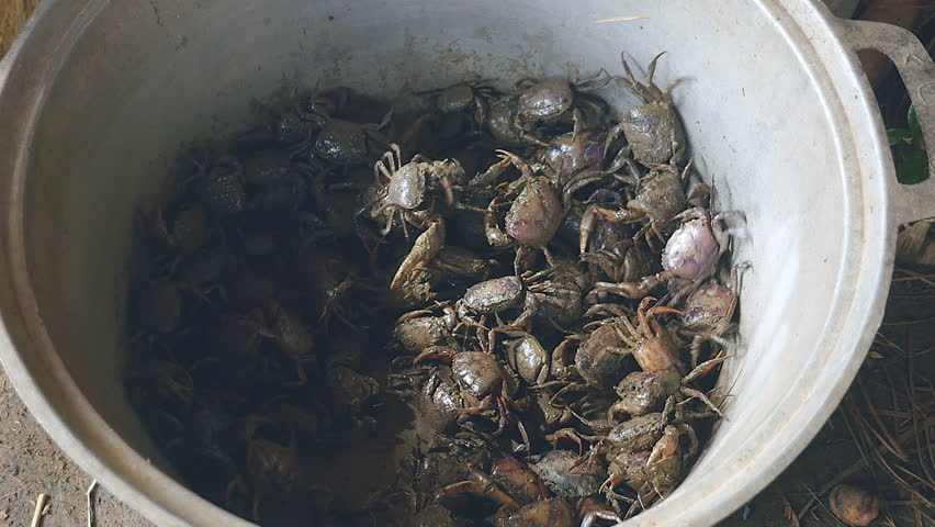 Mud crabs caught in rice fields and thrown into a bucket by a crab hunter ( extreme close up )