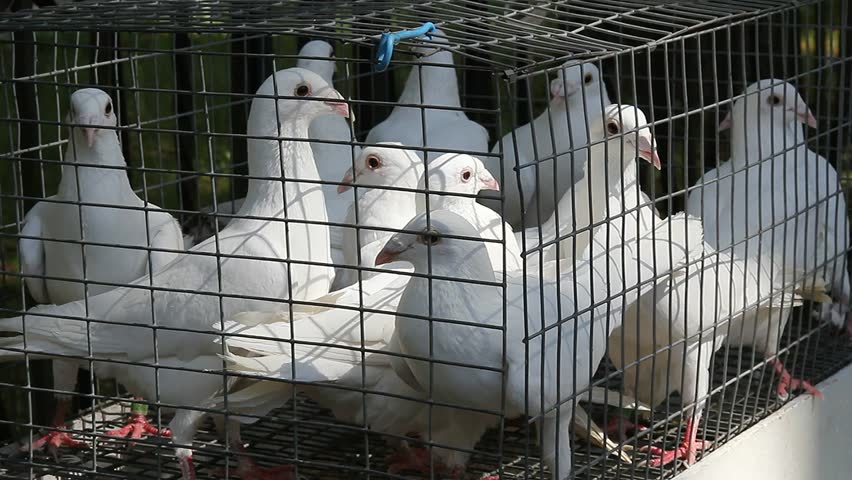 pigeon bird cage