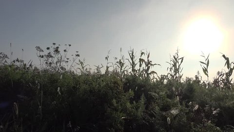 Driving on a meadow with grass in the early morning, dew, field plants, garden, grassland, slow motion, Central Europe