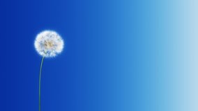 Dandelion Blue Gradient (with Matte). Dandelion on the wind. You can change background or add graphics to this clip, using attached luma matte.