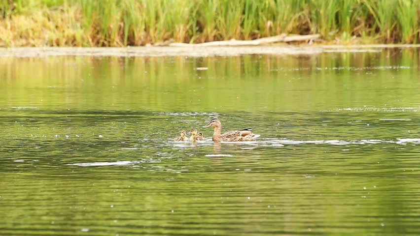 duck and her ducklings on the lake