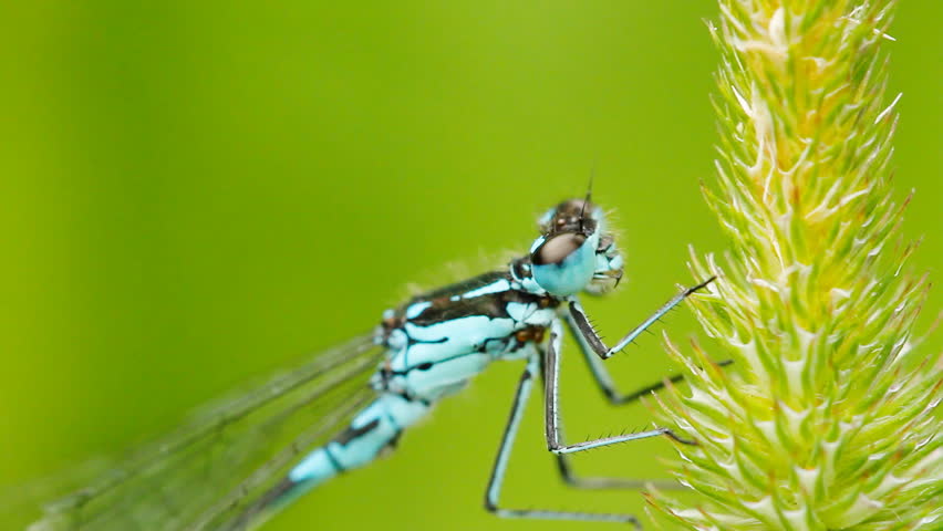 dragonfly on grass, close-up