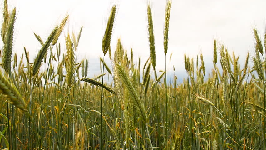 wheat field, slider