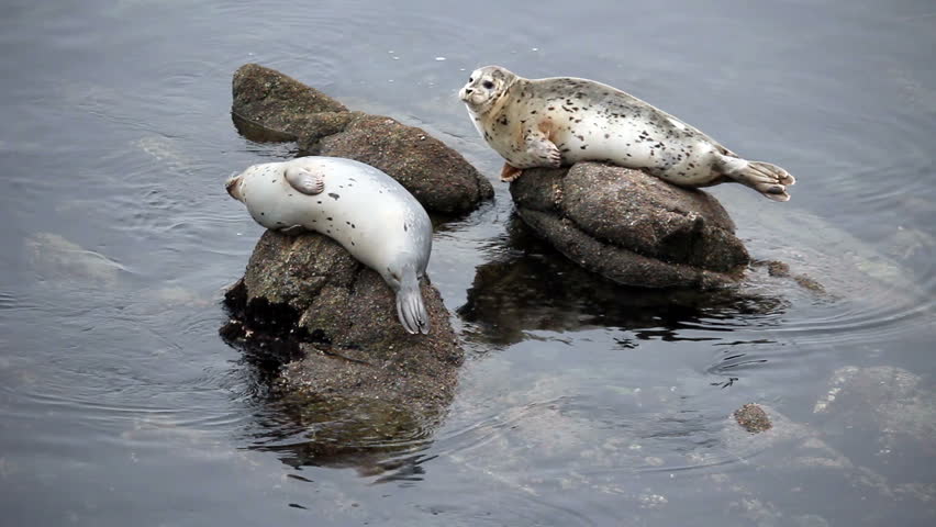 Two Harbor Seals Sitting On Rocks Looking Around

