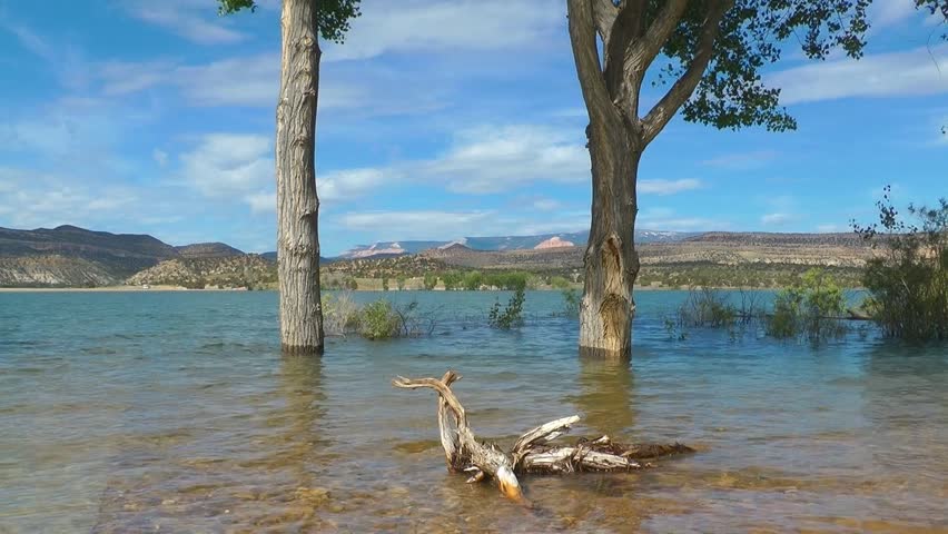 Trees at lake (timelapse), Utah, USA